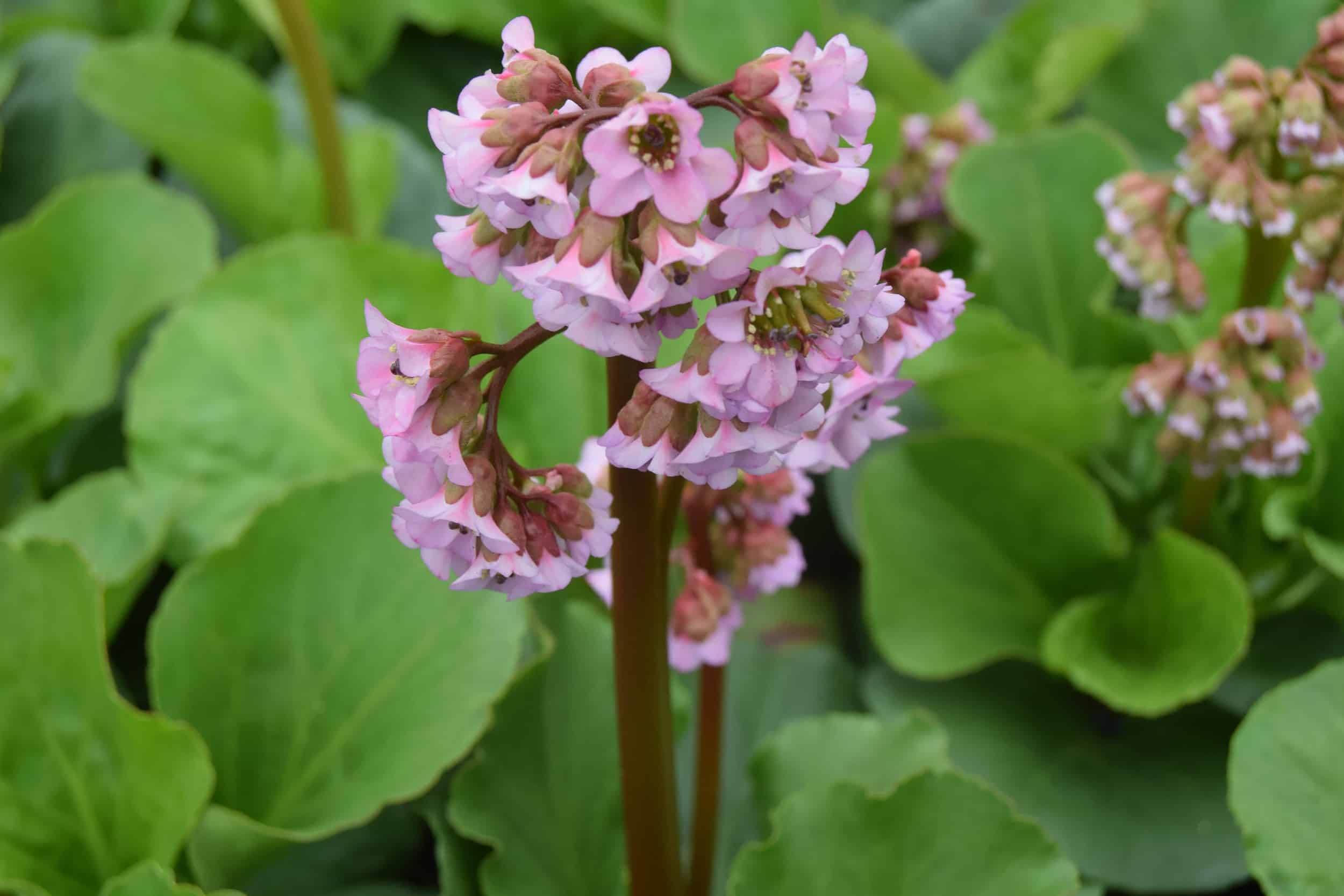 Bergenia cordifolia